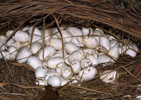 Siam-Krokodil (Crocodylus siamensis), Eigelege Siamese crocodile (Crocodylus siamensis), eggs BLWS015180