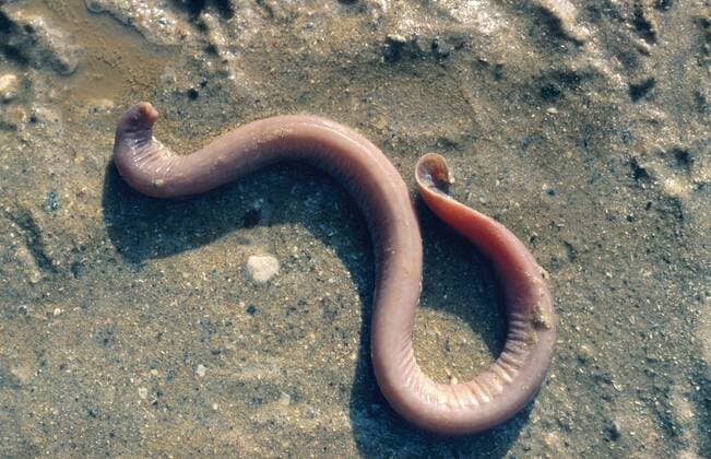 IMAGO Nature: Unsere Erde: Tierwelt: Hässliche Tiere Inger, Atlantischer Inger (Myxine glutinosa), am Strand liegend hagfish (Myxine glutinosa), lying at the beach BLWS017430