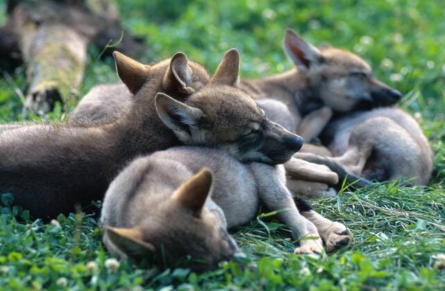 Europaeischer Wolf, Europaeischer Grauwolf, Gewoehnlicher Wolf, Gemeiner Wolf (Canis lupus lupus), Welpen, Deutschland, Niederbayern, Haarbach European gray wolf (Canis lupus lupus), whelps, Germany, Niederbayern, Lower Bavaria, Haarbach BLWS018186