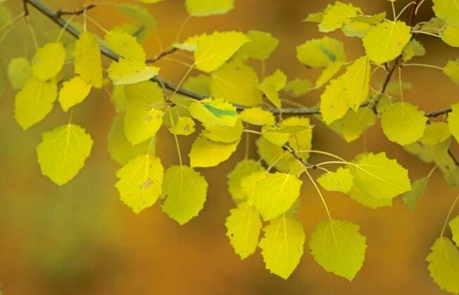 Silberbirke, Haengebirke (Betula pendula), herbstlich gefaerbter Zweig common birch, silver birch, European white birch (Betula pendula), twig with autumn coloured leaves BLWS025483