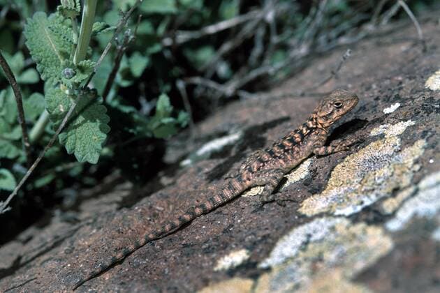 IMAGO Nature: Unsere Erde, Naturschutz, Naturschutzgebiete in Asien Kaukasusagame, Kaukasus-Agame (Agama caucasica, Stellio caucasica, Laudakia caucasica), Jungtier, Iran, Teheran, Laar Nationalpark northern rock agama, Caucasian agama (Agama caucasica, Stellio caucasica, Laudakia caucasica), young animal, Iran, Teheran, Laar Nationalpark BLWS074466