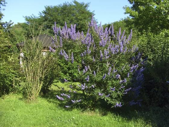 Breitblaettriger Moenchspfeffer, Breitblaettriger Moenchs-Pfeffer, Breitblaettriger Keuschlammstrauch, Breitblaettriger Keuschlamm-Strauch, Keuschbaum, Keuschlamm (Vitex agnus-castus var. latifolius, Vitex agnus-castus Latifolius , Vitex agnus-castus Latifolius), bluehender Einzelstrauch in einem Park Broad-leafed Chaste tree, Broad-leafed Vitex (Vitex agnus-castus var. latifolius, Vitex agnus-castus Latifolius , Vitex agnus-castus Latifolius), blooming bush in a park BLWS093855