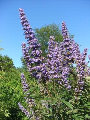 Breitblaettriger Moenchspfeffer, Breitblaettriger Moenchs-Pfeffer, Breitblaettriger Keuschlammstrauch, Breitblaettriger Keuschlamm-Strauch, Keuschbaum, Keuschlamm (Vitex agnus-castus var. latifolius, Vitex agnus-castus Latifolius , Vitex agnus-castus Latifolius), Bluetenstand Broad-leafed Chaste tree, Broad-leafed Vitex (Vitex agnus-castus var. latifolius, Vitex agnus-castus Latifolius , Vitex agnus-castus Latifolius), inflorescence BLWS093857