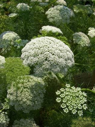 Zahnstocher-Ammei, Zahnstocherkraut, Khella, Bischofskraut, Echte Knorpelmoehre (Ammi visnaga), bluehend greater ammi, Pick Tooth (Ammi visnaga), blooming BLWS094875