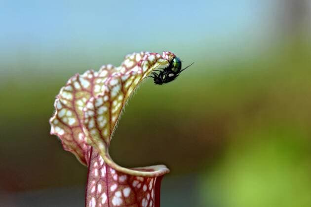 IMAGO Nature: Unsere Erde: Pflanzenwelt: Hässliche Pflanzen Weisse Schlauchpflanze (Sarracenia leucophylla), Deckel des Fangblattes mit Fliege White Trumpet (Sarracenia leucophylla), funnel leaf with fly BLWS110416
