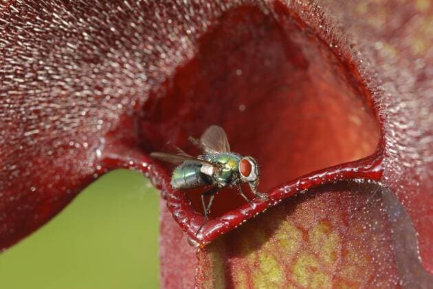 Braunrote Schlauchpflanze (Sarracenia purpurea), Fangblatt, Eingang zur Falle mit Fliege northern pitcher plant (Sarracenia purpurea), funnel leaf, entrance of the trap with fly BLWS110634