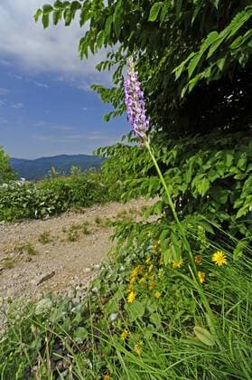 Muecken-Haendelwurz, Mueckenhaendelwurz (Gymnadenia conopsea), bluehend am Wegrand, Slowenien, Stol fragrant orchid (Gymnadenia conopsea), blooming, Slovenia, Stol BLWS265674