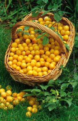 Mirabelle, Gelbe Zwetschge (Prunus domestica subsp. syriaca), gepflueckte Mirabellen im Korb auf einer Wiese mirabelle plum, mirabelle prune (Prunus domestica subsp. syriaca), mirabelle plums in a basket standing in a meadow BLWS271326