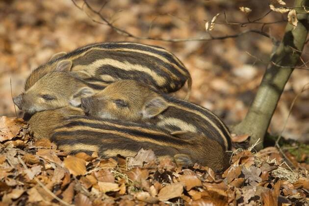 Wildschwein, Wild-Schwein, Schwarzwild (Sus scrofa), Frischlingen schlafen am Waldboden, Deutschland wild boar, pig, wild boar (Sus scrofa), shoats sleeping on the forest ground, Germany BLWS271563