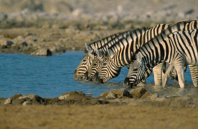 Damara-Zebra, Damarazebra, Damara-Steppenzebra, Damarasteppenzebra, Steppenzebra, Steppen-Zebra (Equus quagga antiquorum, Equus quagga damara), vier trinkende Tiere an Wasserstelle, Namibia, Etoscha NP Damara-Zebra (Equus quagga antiquorum, Equus quagga damara), four individuals drinking at waterhole, Namibia, Etosha NP BLW037584