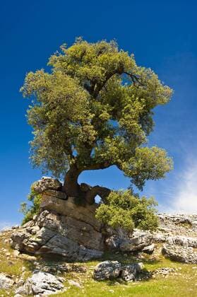 Eine urige Steineiche (Quercus ilex) wächst auf einem Felskopf, Mittlerer Atlas, Marokko, Afrika iblwgb02027695