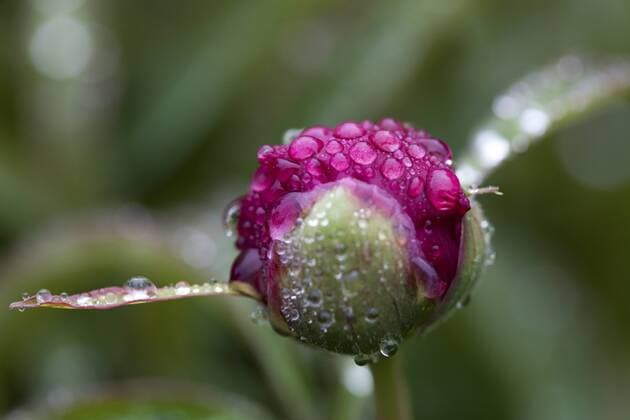 Wassertropfen auf der geschlossenen Blüte einer Gemeinen Pfingstrose (Paeonia officinalis).