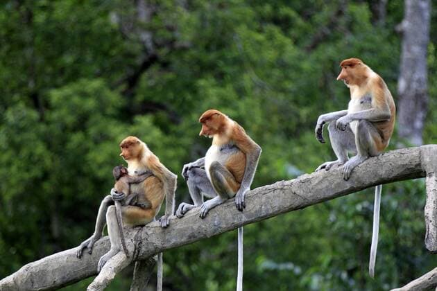 IMAGO Nature: Unsere Erde: Tierwelt: Hässliche Tiere Nasenaffe (Nasalis larvatus), Gruppe auf Baum, Mutter mit Jungtier, Labuk Bay, Sabah, Borneo, Malaysia, Asien iblson02044165