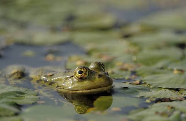 Teichfrosch (Pelophylax esculentus, Rana esculenta), Donau-Delta, Rumänien, Europa iblkra02056144