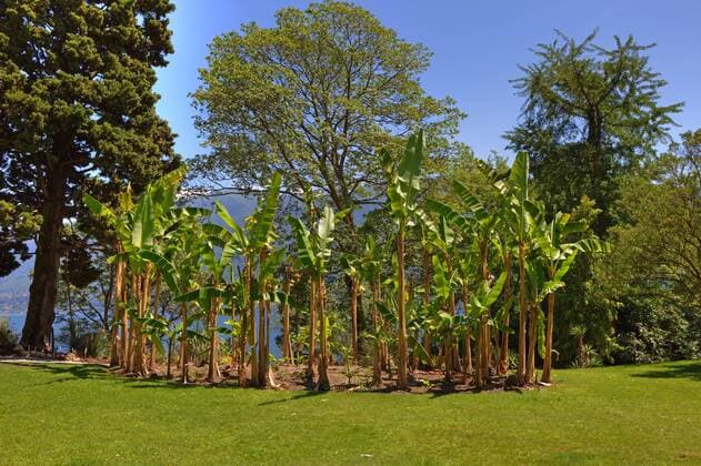 Blick auf die Bananenpalmen im botanischen Garten der Isole di Brissago