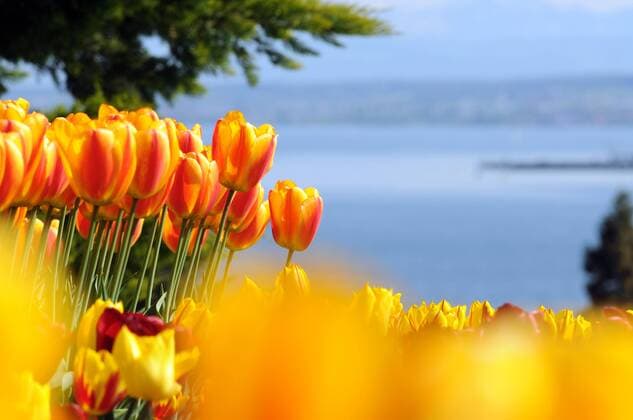 Tulpen am Bodenseeufer