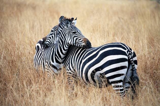 Equus Quagga (Zebra), Tarangire Nationalpark, Tansania iv_003_3324