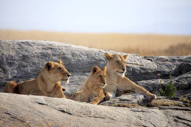Panthera leo (Löwe), Serengeti Nationalpark, Tansania iv_003_5217