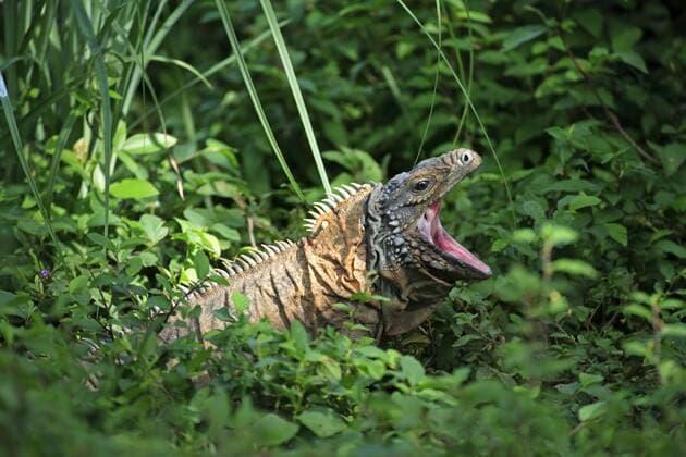 Blauer Leguan, Grand-Cayman-Leguan (Cyclura lewisi), Portrait, gähnend, Grand Cayman, Kaimaninseln, Karibik iblsox02104994