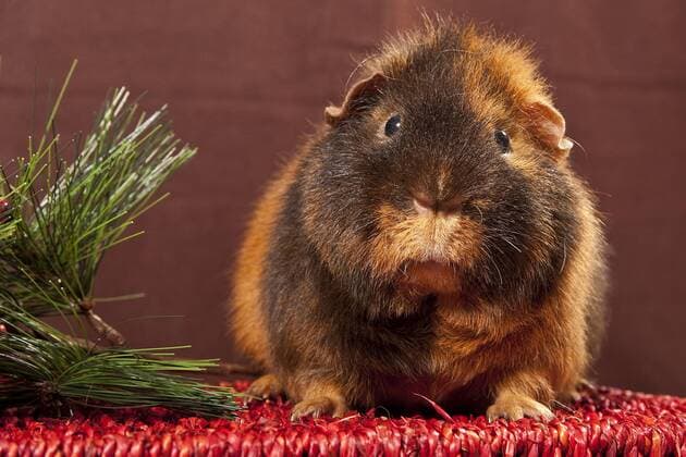  US-Teddy-Meerschweinchen mit Weihnachtsdekoration iblpia02108214