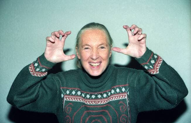 IMAGO ICONS: Jane Goodall - Jane Goodall - Farbnegativ 12 97 kri Frau Forschung Wissenschaft Soziologie Verhalten Universität grauhaarig leger langhaarig Pferdeschwanz Pullover Portrait quer gestikulierend posierend Grimasse Affen