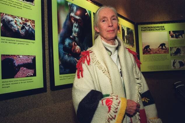 IMAGO ICONS: Jane Goodall Dr. Jane Goodall (Verhaltensforscherin) 12 02 thg Affen Frau England Großbritannien Forschung Wissenschaft Forscherin Wissenschaftlerin Tierforscherin Schimpansenforscherin Soziologie Verhalten Verhaltensforschung der Schimpansen im Urwald von Tansania Erforschung Beobachtung Tierbeobachtung grauhaarig langhaarig Pferdeschwanz leger Pullover Rollkragenpullover Rollkragen Umhang Poncho halb quer stehend lächelnd Ausstellung Ausstellungseröffnung Bildtafeln Texttafeln Bilder Fototermin im Allwetterzoo am 09.12.2002 in Münster