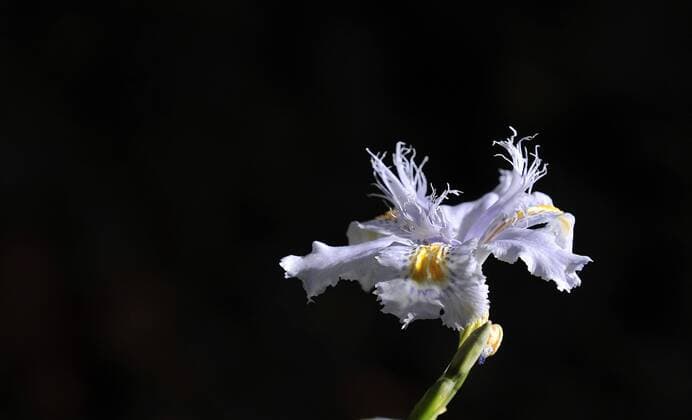 The Botanical Gardens in Liberec are an oasis of color in the middle of February, several rare plants are blooming there including southeast asian orchid. (CTKxPhoto RadekxPetrasek)  CTKPhoto292201202070533101