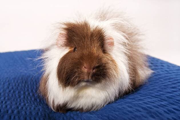  Schweizer Teddy-Meerschweinchen, Rassemeerschweinchen (Cavia porcellus) ibxpia02155972