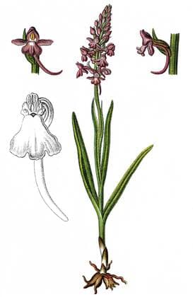  Mücken-Händelwurz, auch Langsporn-Händelwurz, Fliegen-Händelwurz oder Große Händelwurz (Gymnadenia conopsea), Heilpflanze, Nutzpflanze, Chromolithografie, ca. 1790 iblsce02164234