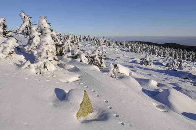 Winterlandschaft auf dem Brocken, Fährte eines Luches (Lynx lynx) im Schnee, Harz, Sachsen-Anhalt, Deutschland, Europa iblfso02173425