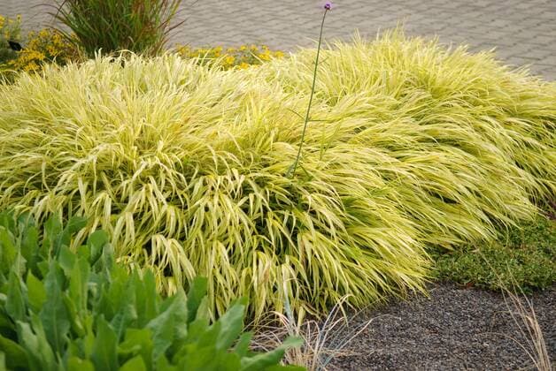 Japan-Goldbandgras (Hakonechloa macra Aureola ) - McPHRM