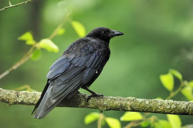 Rabenkrähe (Corvus corone corone), Nordrhein-Westfalen, Deutschland, Europa iblcht02201096