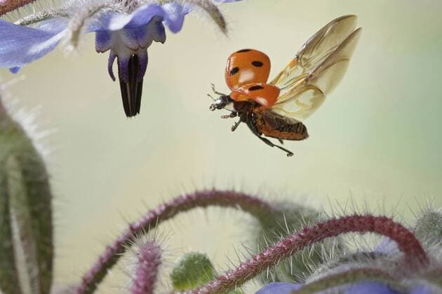 Siebenpunktmarienkäfer (Coccinella septempunctata) im Flug iblasy02248623