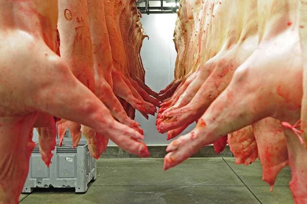 NRW, Ruhrgebiet, Essen, Schlachthof im Frischezentrum Essen, Als bundesweit einmaliges Modell sind hier Frischemarkt und Schlachthof vereint, Im Schlachthof werden Schweine und Rinder aus der Region Essen, Oberhausen und Mülheim an der Ruhr von den umliegenden Bauernhöfen geschlachtet und direkt über das Frischezentrum an die weiterverarbeitenden Betriebe verkauft. Bei der Schlachtung werden die Tiere vom Veterinaer- Lebensmittelüberwachungsamt gemäss der Zulassungsnummer nach EU-Normrichtlinie für europäische Schlachtung ueberprueft. Jedes Tier kann somit gemäss einer speziellen Ohrmarke von der Geburt über den Mastbetrieb bis zur Schlachtung zurückverfolgt werden. Blick in das Kuehlhaus des Schlachthofes auf frisch geschlachtete Schweine. Landwirtschaft in NRW