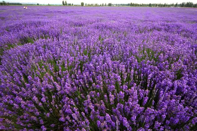 HUOCHENG, CHINA - JUNE 16: (CHINA OUT) A general view of a lavender field on June 16, 2012 in Huocheng County, Xinjiang Uyghur Autonomous Region of China.  CFPHighlight 2506