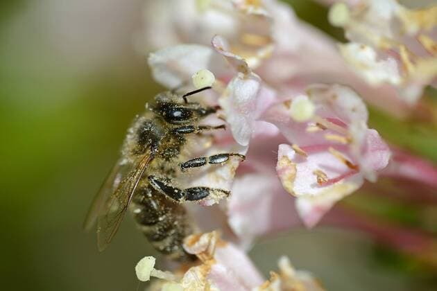 Honigbiene ( Apis) sucht Nektar auf den Blüten einer Weigelie ( Weigela, Weigelia), Brandenburg, Deutschland, Europa - IngoxSchulz