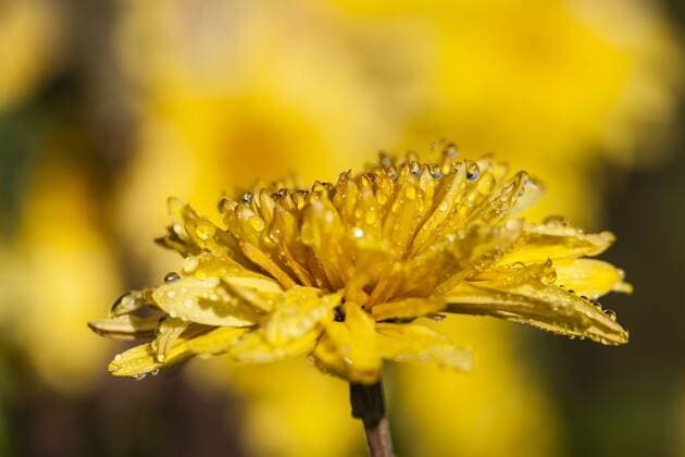 Gelbe Dahlienblüten (Dahlia sp.), Hessen, Deutschland, Europa iblsrf02293745