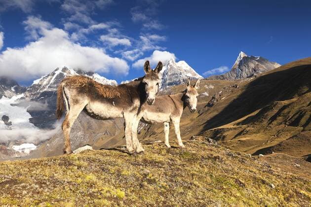 Esel (Asinus), Cordillera Huayhuash, Anden, Peru, Südamerika iblpbj02301781