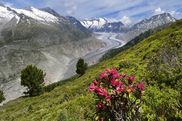 Großer Aletschgletscher mit Alpenrosen (Rhododendron hirsutum), im Vordergrund, UNESCO Weltnaturerbe Jungfrau-Aletsch-Bietschhorn, Goms, Wallis, Schweiz, Europa iblshu02298695 !!!ACHTUNG RESTRICTION: Not to be used for any calendar products for 2017 !!!