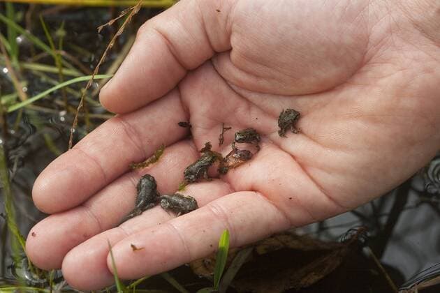 Wechselkroete, Wechsel-Kroete, Gruene Kroete (Bufo viridis), junge Kroeten werden im Rahmen eines Amphibienschutz-Programmes von einem Biologen in einem Feuchtgebiet ausgesetzt Green toad, Variegated toad (Bufo viridis), young toads being released into a wetland by a biologist as part of an amphibian protection program BLWS306962