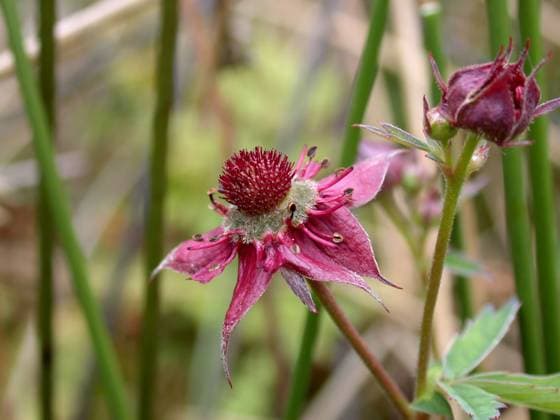 Sumpf-Blutauge, Sumpfblutauge (Potentilla palustris, Comarum palustre), Bluete, Deutschland marsh cinquefoil, marsh five-finger, purple cinquefoil (Potentilla palustris, Comarum palustre), flower, Germany BLWS302111