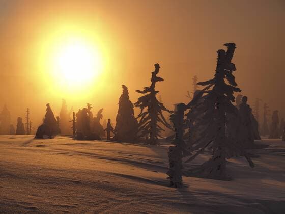 verschneite Nadelbaeume im Sonnenuntergang, Tschechien, Riesengebirge, Spindlermuehle snow covered coniferous trees at sunset, Czech Republic, Riesengebirge, Spindlermuehle BLWS298956
