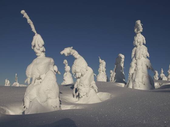 verschneite Nadelbaeume, Tschechien, Riesengebirge, Spindlermuehle snow covered coniferous trees, Czech Republic, Riesengebirge, Spindlermuehle BLWS298949