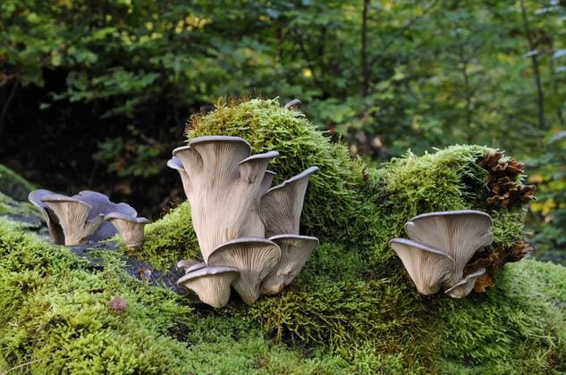 IMAGO Nature: Unsere Erde: Pflanzenwelt: Hässliche Pflanzen Austernseitling (Pleurotus ostreatus), Fruchtkoerper, Deutschland, Nordrhein-Westfalen oyster mushroom (Pleurotus ostreatus), fruiting bodies, Germany, North Rhine-Westphalia BLWS298306