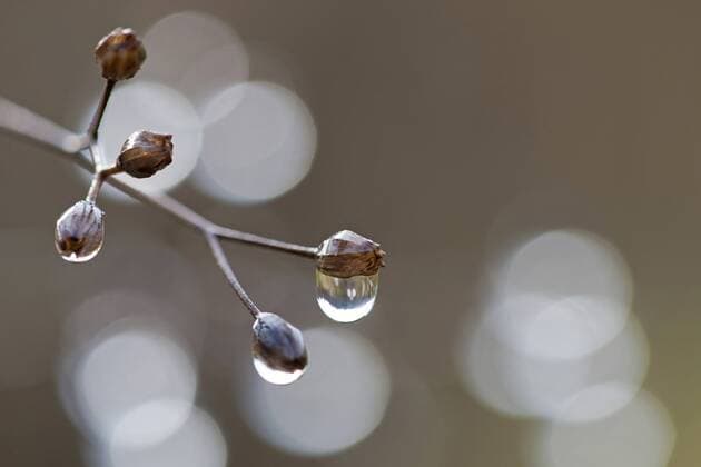 Tautropfen haengen an einem Ast, Deutschland, Rheinland-Pfalz dewdrops hanging from a branch, Germany, Rhineland-Palatinate BLWS290170