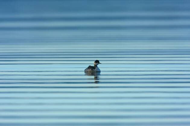 Schwarzhalstaucher, Schwarzhals-Taucher (Podiceps nigricollis), schwimmend, Niederlande, Zeeland black-necked grebe (Podiceps nigricollis), swimming, Netherlands, Zeeland BLWS290165