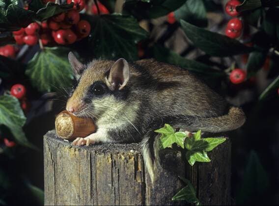 Gartenschlaefer (Eliomys quercinus), mit Haselnuss auf einem Holzpfosten garden dormouse (Eliomys quercinus), with hazelnut on wooden post BLWS287968