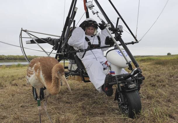 YAMALO-NENETS AUTONOMOUS OKRUG, RUSSIA. SEPTEMBER 6, 2012. President of Russia Vladimir Putin seen aboard a motorized hang glider (deltaplane, ultralight) as he is going to lead Siberian white cranes (a flock of cranes) on a migration route over an Arctic wilderness toward their winter habitat. The Russian President visits an endangered bird sanctuary in Yamal on his way to the APEC 2012 summit in Vladivostok. The aim of this Flight of Hope scientific experiment (ecological program, project) is to preserve rare crane species.  premiumd Aufmacher kurios Komik 0055
