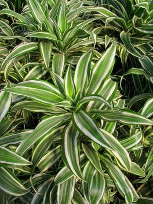 IMAGO Nature: Unsere Erde, Pflanzen, Gestreifte Pflanzen Drachenbaum, D. deremensis (Dracaena deremensis) Dragon Tree (Dracaena deremensis) BLWS282233