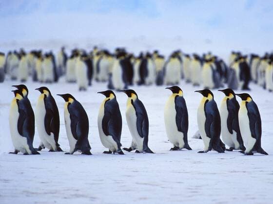 Kaiserpinguin, Kaiser-Pinguin (Aptenodytes forsteri), Kaiserpinguine in Kolonne, Antarktis Emperor penguin (Aptenodytes forsteri), Emperor Penguins in a row, Antarctica BLWS278377